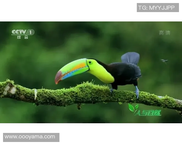 自然之家姚明：探索人与自然和谐共生的美好未来与实践之路